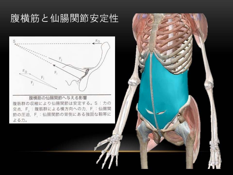 腹横筋と仙腸関節安定性の図解