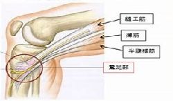 膝関節図解