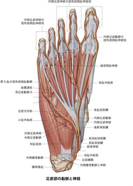 足底筋膜の種類図解