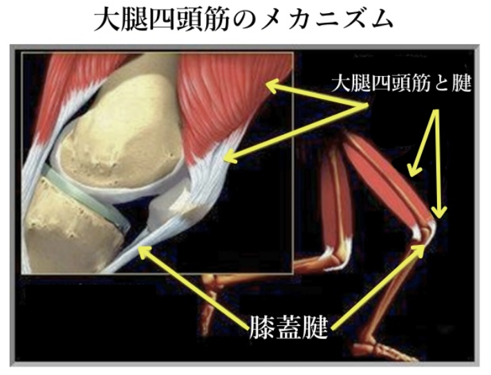 大腿四頭筋の解剖と運動学